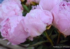 This is the Pillow Talk and had real big buds what results in real big flowers. These are really wanted in wedding bouquets. 